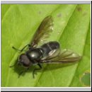 Cheilosia variabilis - Gemeine Erzschwebfliege m01.jpg